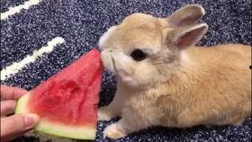 娱乐吃瓜兔子视频,揭秘娱乐圈幕后故事